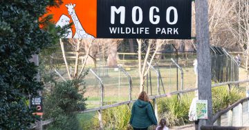 Mogo Wildlife Park - 2024 Community Day