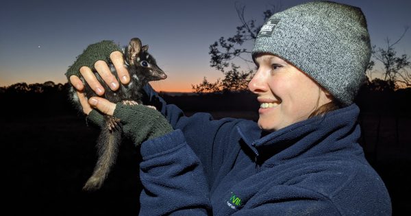 Neighbours, everyone needs good neighbours ... just like at Mulligans Flat sanctuary