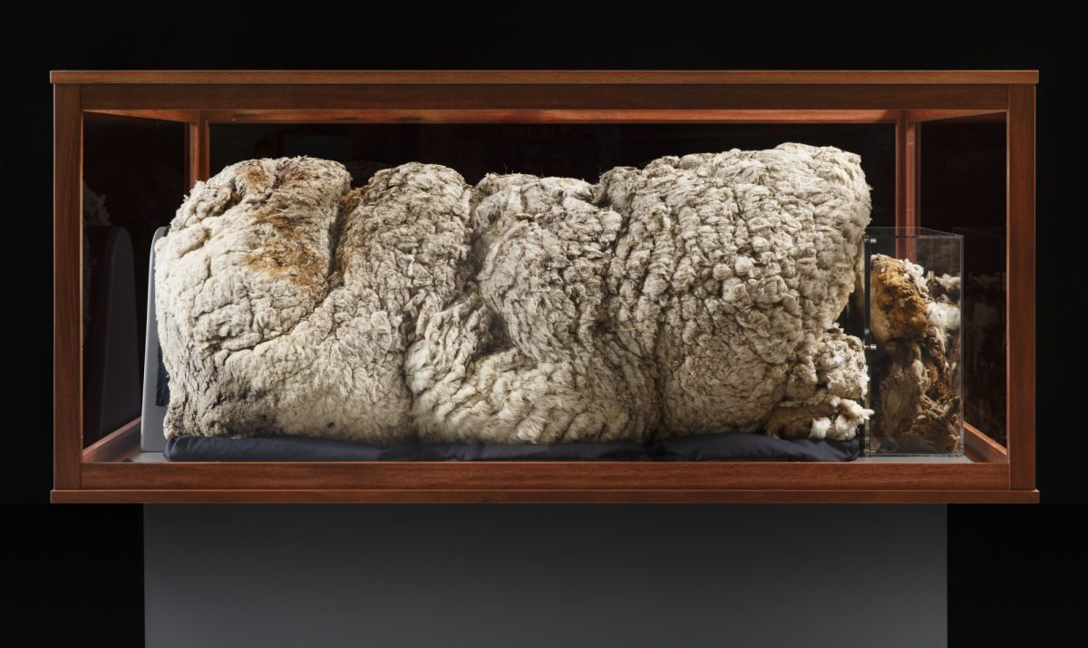 Fleece in a glass case