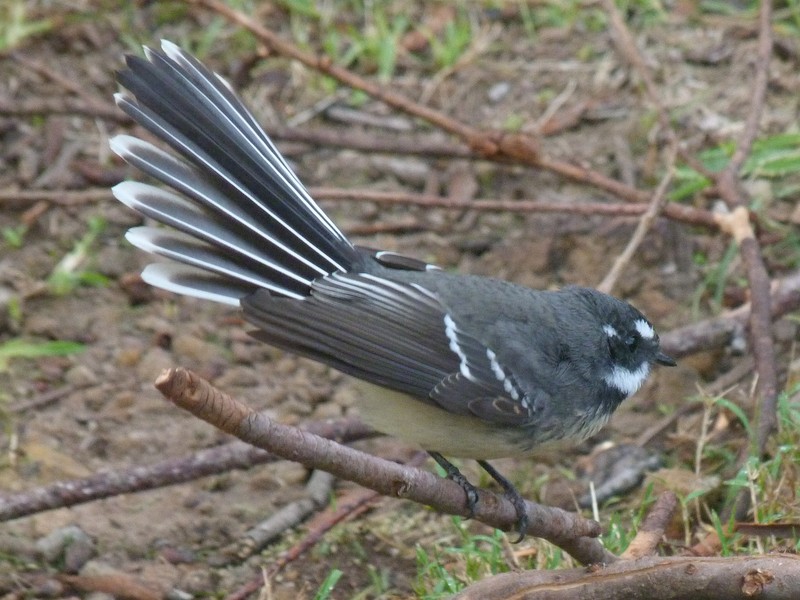 Grey Fantails are smaller relatives of the Willie Wagtail, and are common in forests and woodlands around Canberra. This one is showing its fanned tail beautifully. 