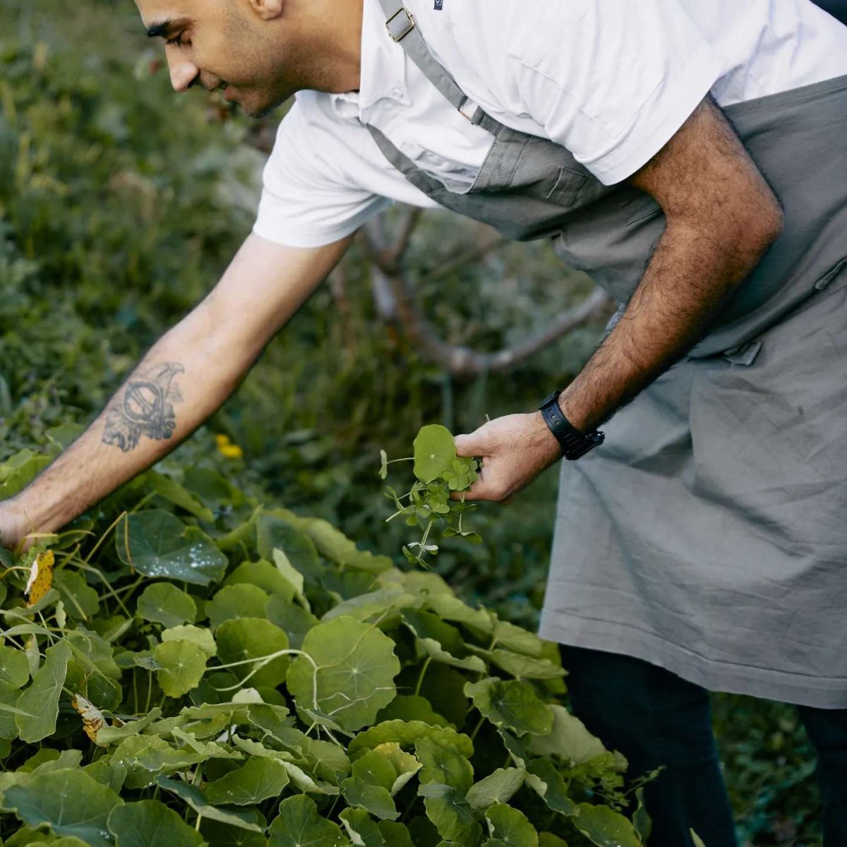 Man in apron picking nasturtium leaves.