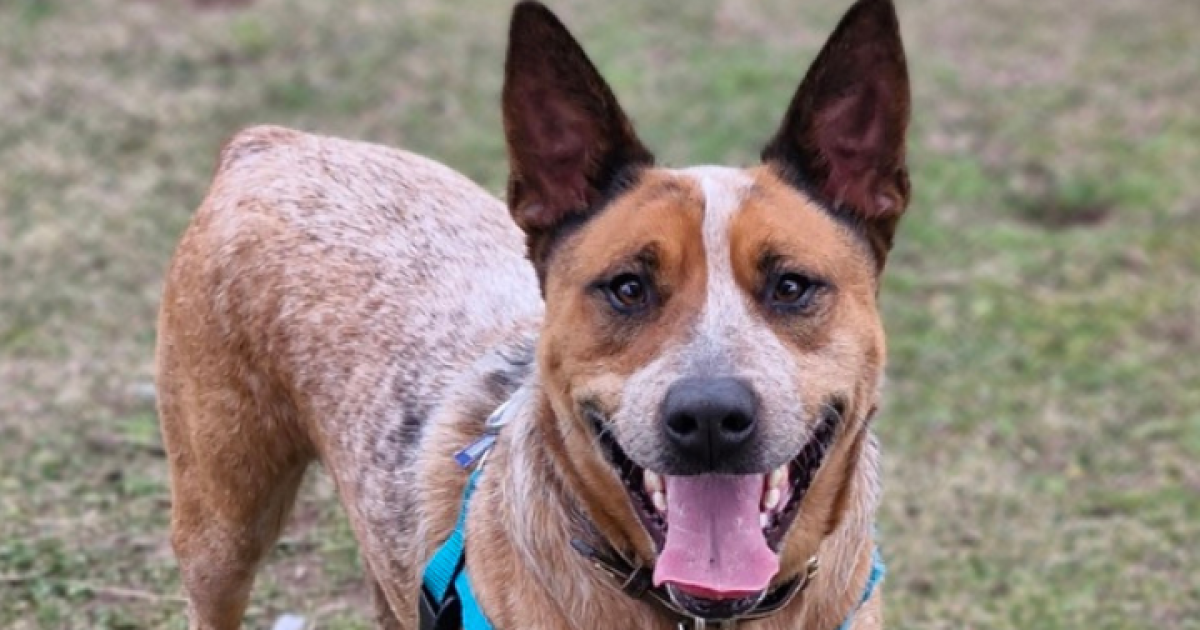 RSPCA ACT’s Pets of the week – Jed and Snickers | Riotact