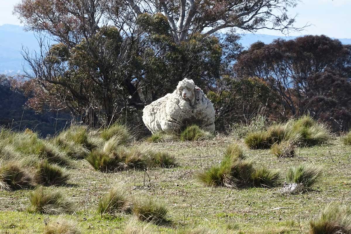 Very fat sheep