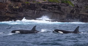 'We struck gold': Search for whales sees photographer snap South Coast killer whale icons