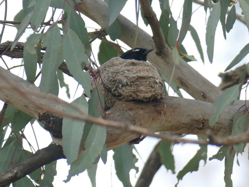 Willie Wagtail nests are beautifully constructed of grass or fine bark glued with spider webs, and lined with fur or wool.