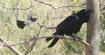 Willie Wagtail, a fearless and familiar feathered friend