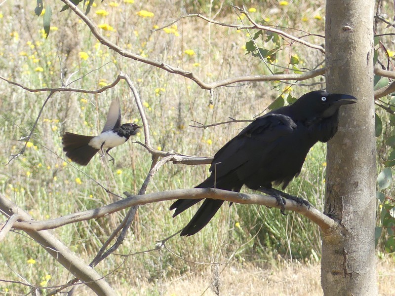 Willie Wagtails are fearless in attacking much bigger and more dangerous birds, including Australian Ravens, when their nest is threatened.