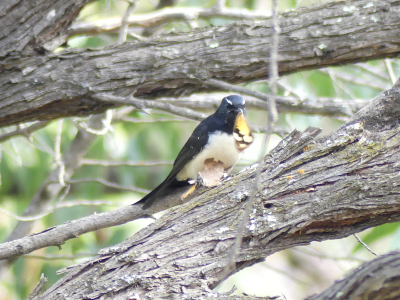 Willie Wagtails catch flying insects such as butterflies, removing the wings before eating the body. This one is showing its eyebrows to warn me off.