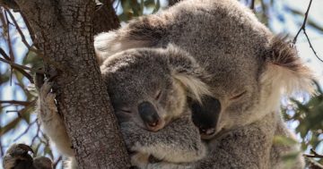 Wanted: Your help so CSIRO can track and protect endangered koalas