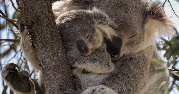 Wanted: Your help so CSIRO can track and protect endangered koalas