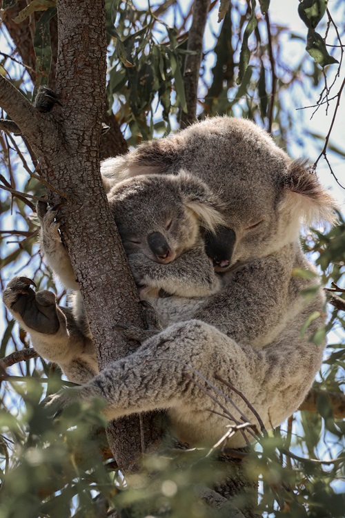 Mum and joey koala up a tree