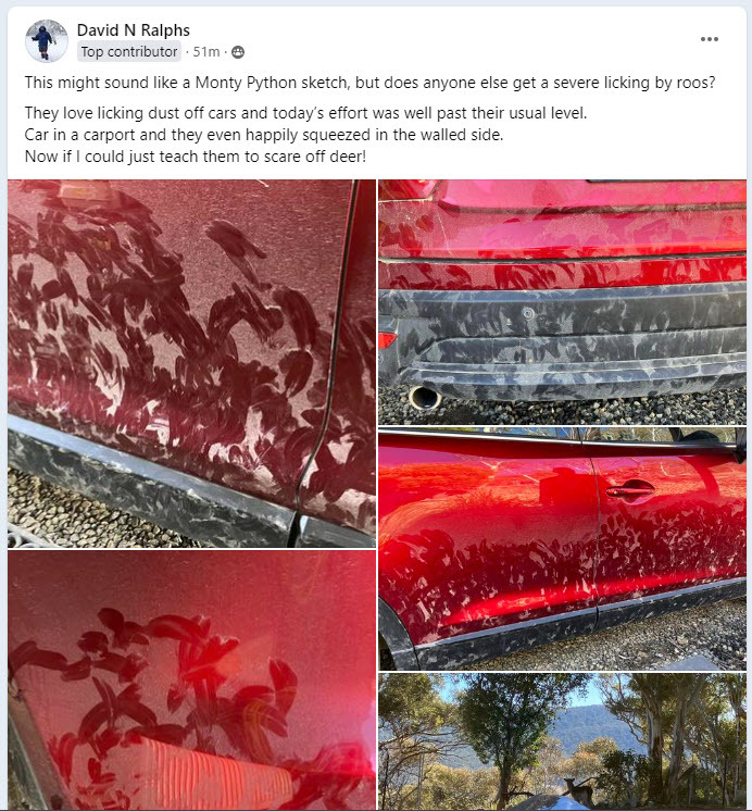Facebook post showing kangaroos licking cars