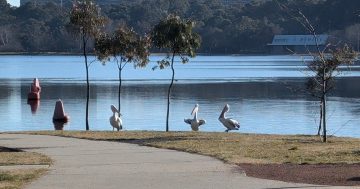 Chaos ensued after this part of the Kingston Foreshore was accidentally left as a no-dog zone