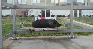 You can't pork there, mate: Dead boar found dumped at Coombs bus stop