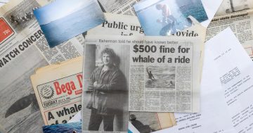 When a Bermagui fisherman 'rode' a whale 30 years ago, he had no idea of the cost