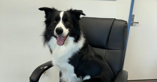 Bernie is top dog in his Canberra office, now he's taking on the nation