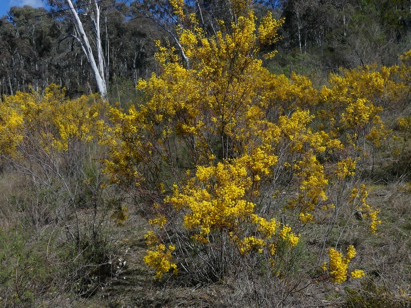 Box-leaved Wattle has small phyllodes and bright yellow flowers in early spring