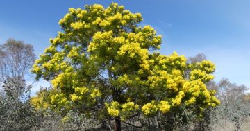 Wattle it be this year? So many beautiful trees to choose from