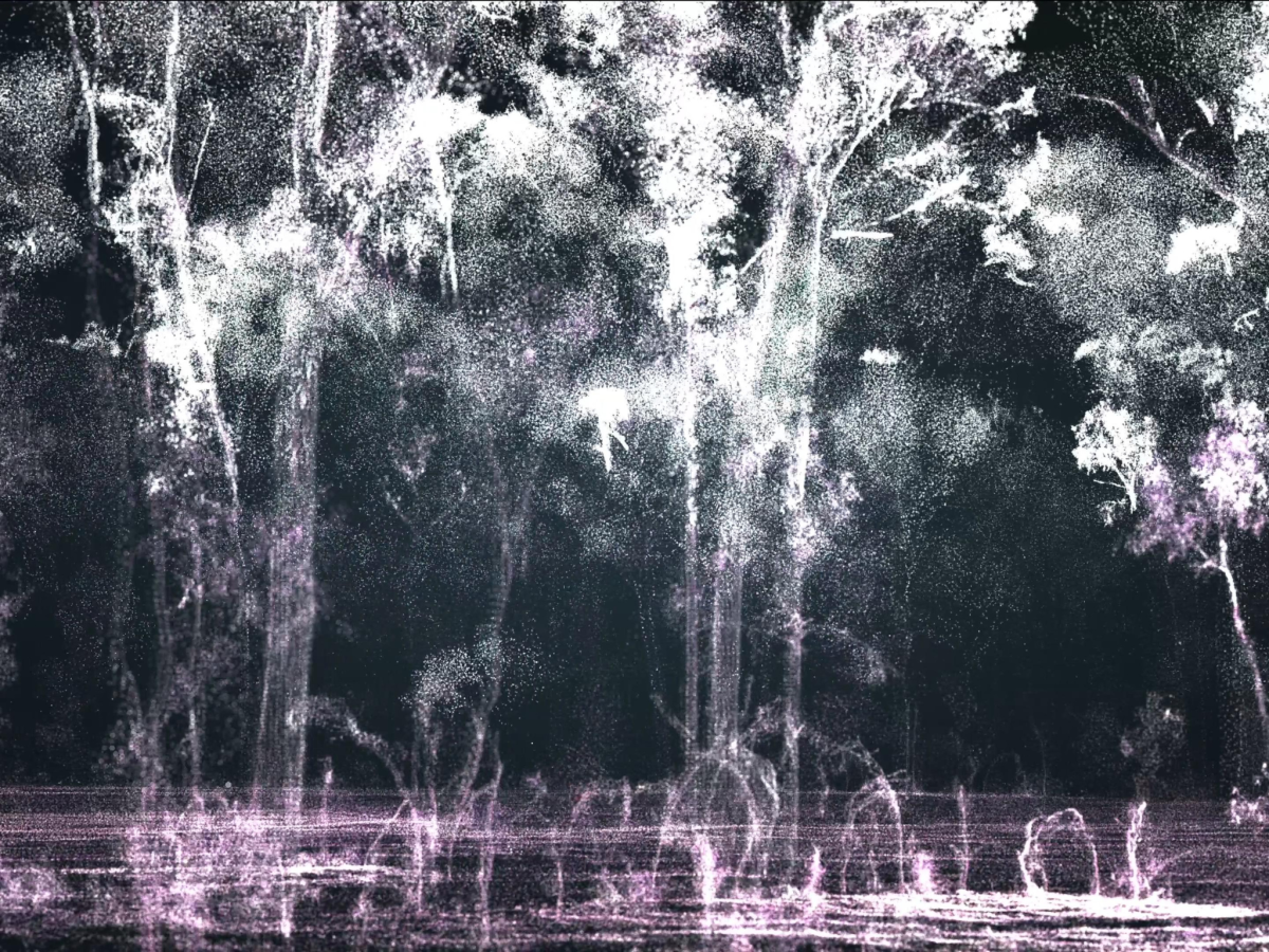 Still from Ghost Trees showing shadowy images of trees in a forest