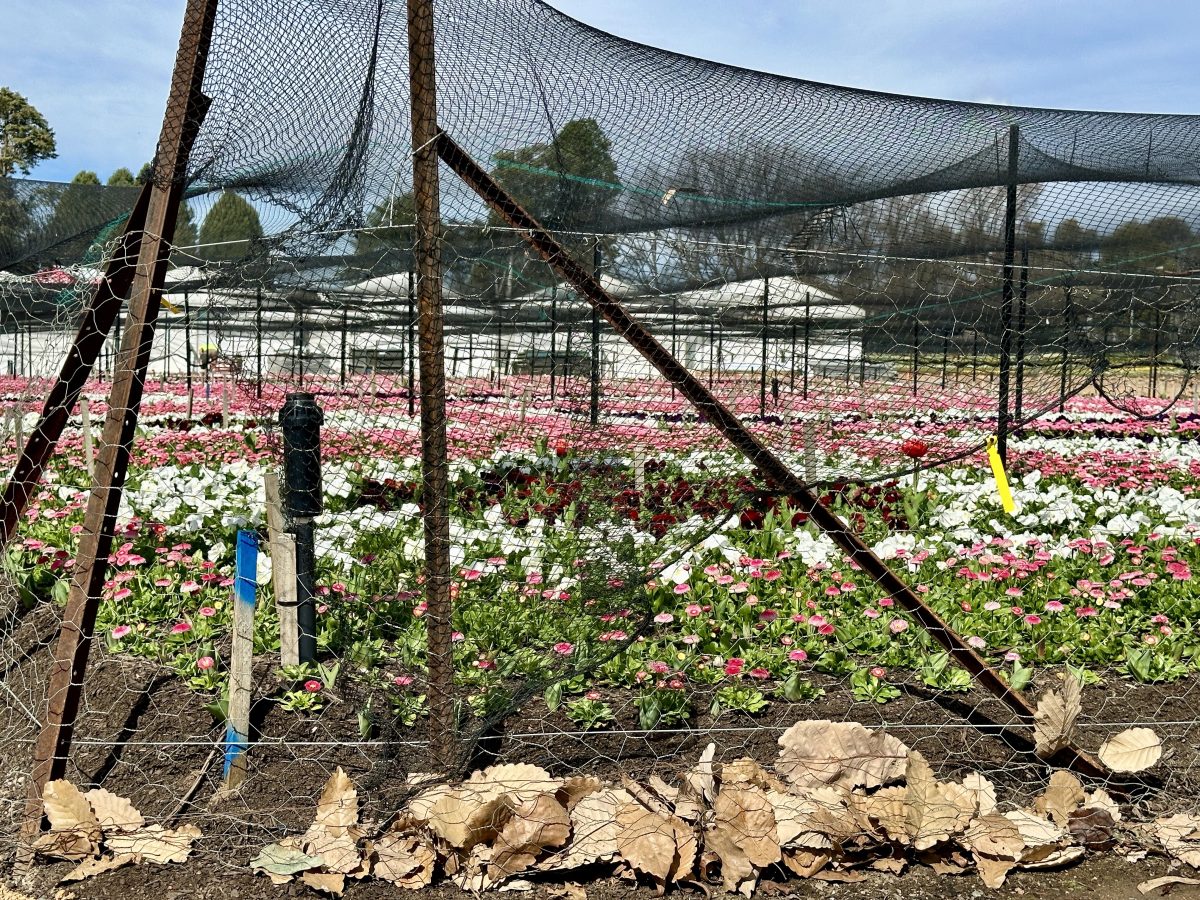 Flower bed