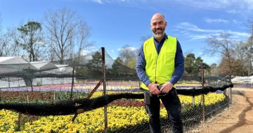 'Heartbreaking': Floriade's gardeners are scrambling to beat the heat as Canberra's spring comes early