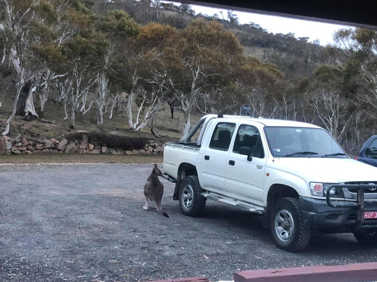 Kangaroo licking car