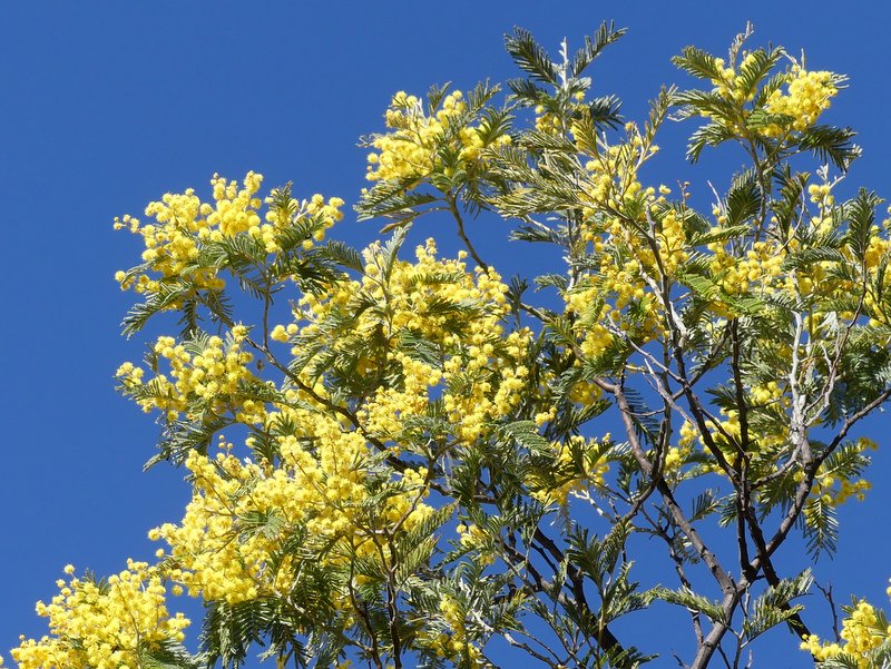 Blooming wattle 