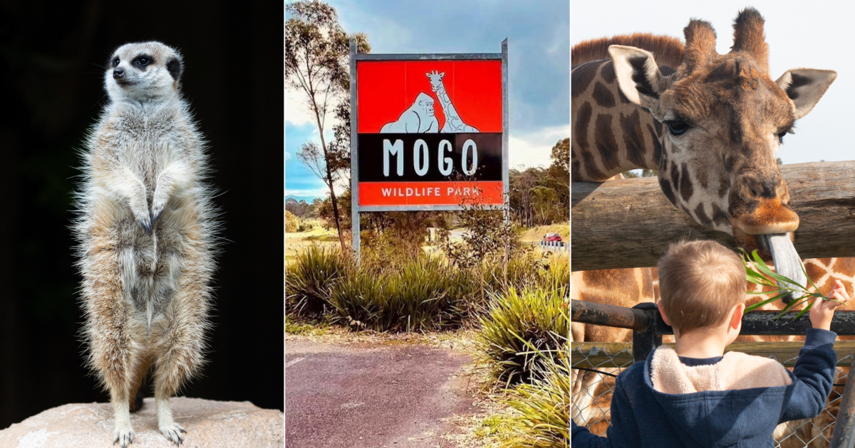 QUIZ: Enough monkeying around. How much do you know about Mogo Wildlife Park? | Riotact