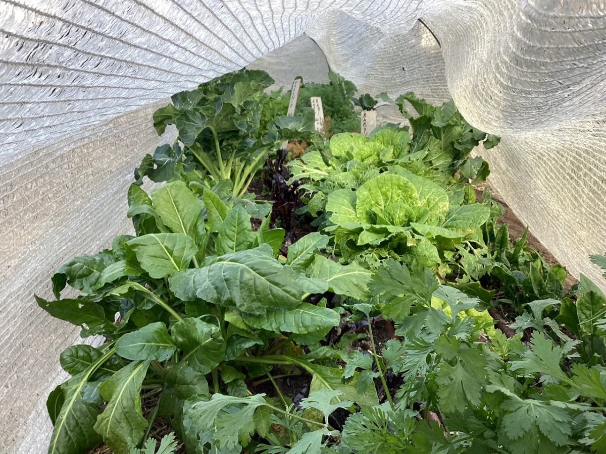 Vegetables growing under cover