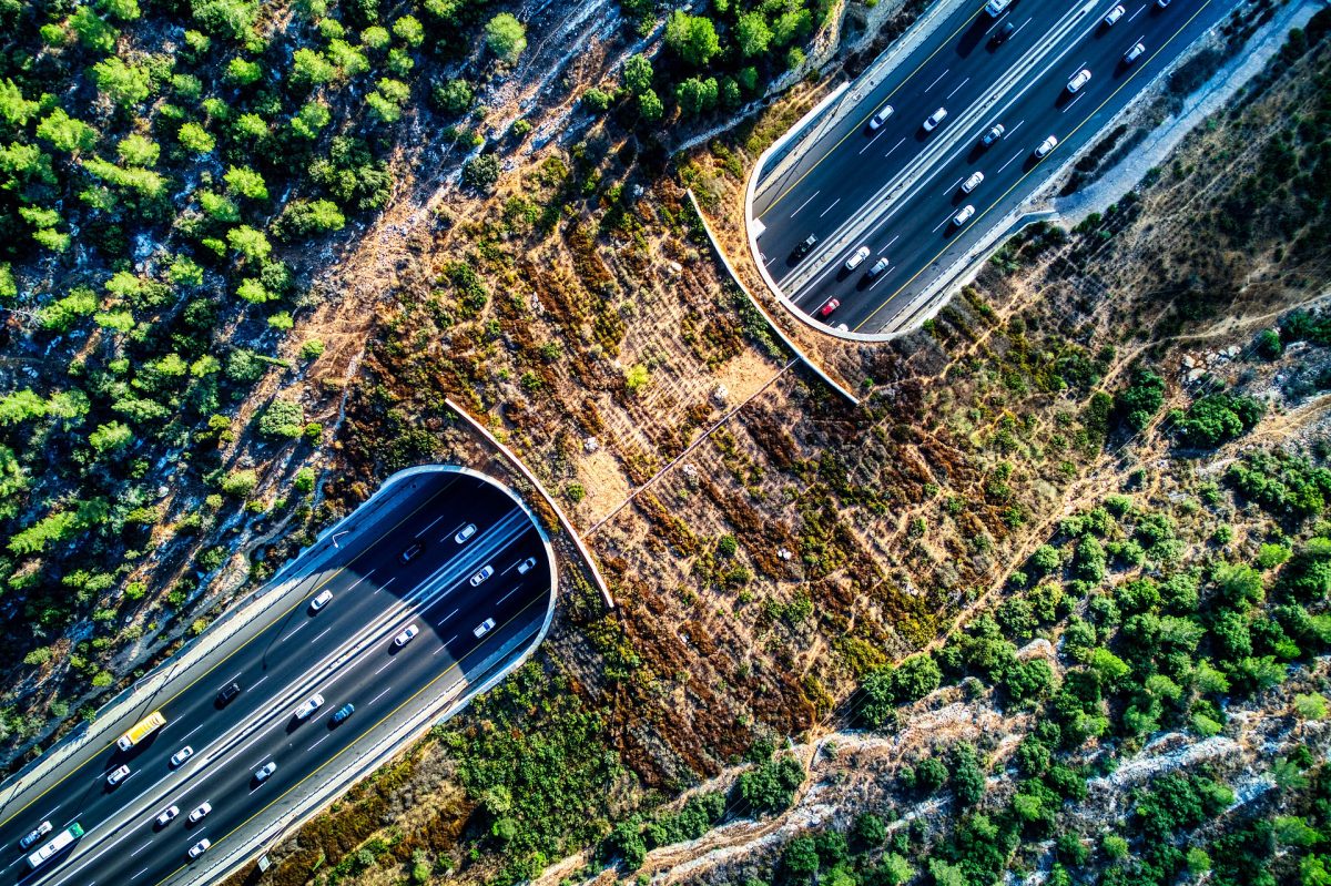 Wildlife crossing 