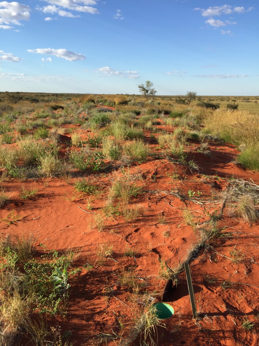 Desert mammals' boom-bust cycle shows Emily genetic diversity's power ...