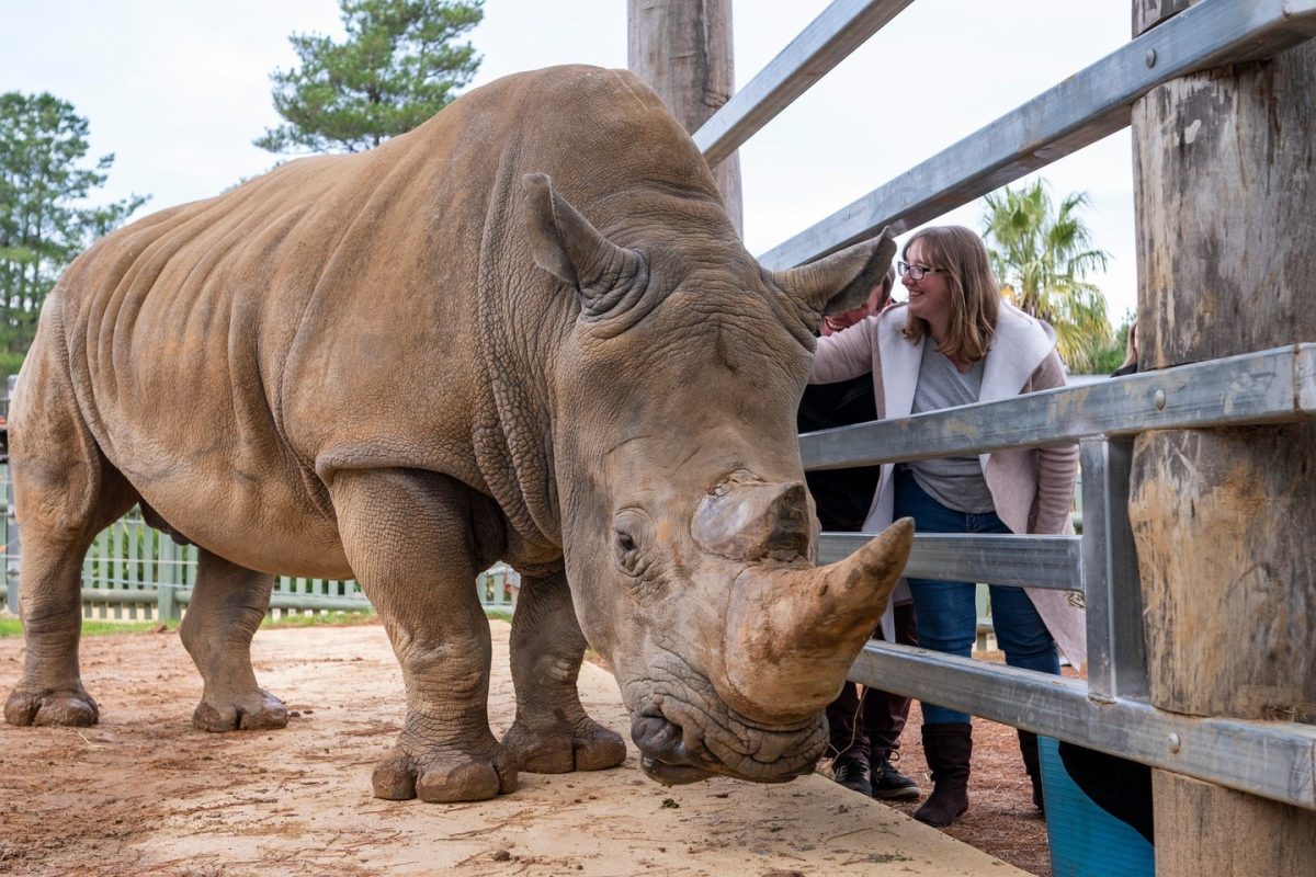 Photo of a woman touching a rhino