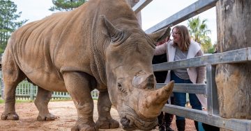 The National Zoo and Aquarium’s Enlighten Exclusive Tour