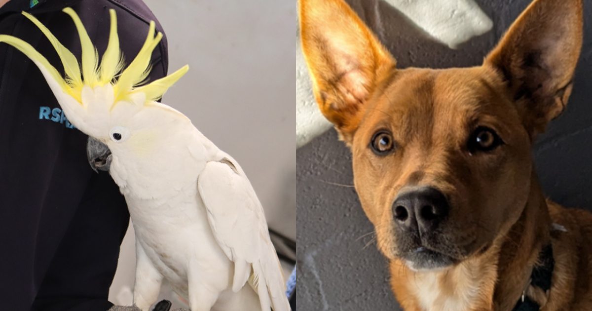 RSPCA ACT’s Pets of the week – Jake and Dusty | Riotact