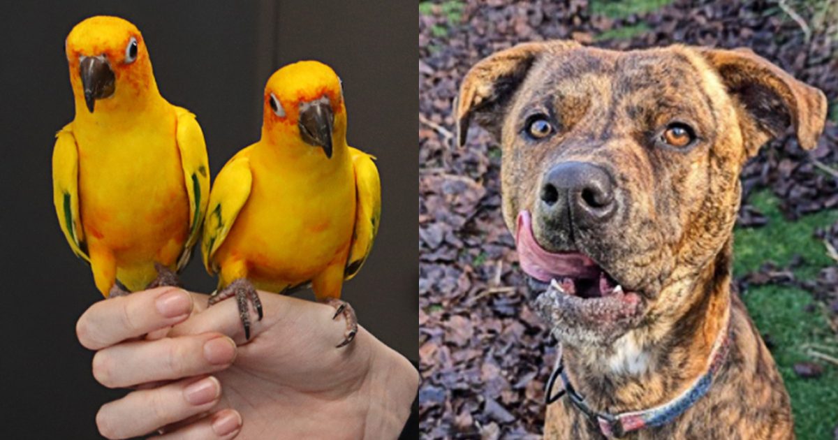 RSPCA ACT’s Pets of the week – Archey, Sunny and Boss | Riotact