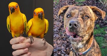 RSPCA ACT’s Pets of the week – Archey, Sunny and Boss