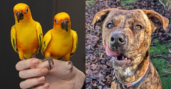 RSPCA ACT’s Pets of the week – Archey, Sunny and Boss