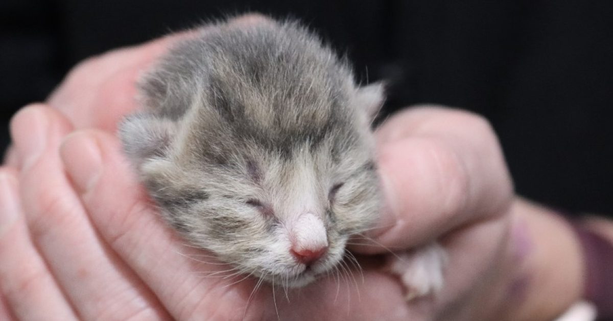 RSPCA ACT needs your help to save motherless kittens | Riotact