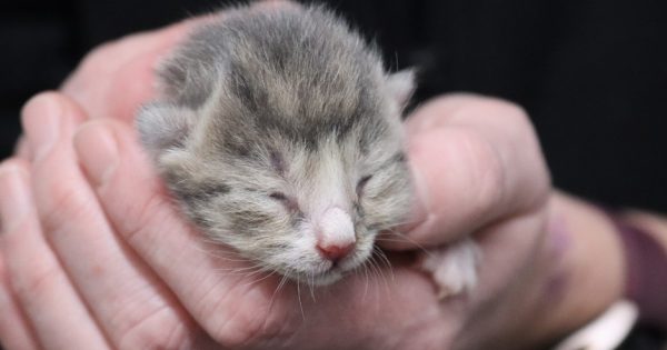 RSPCA ACT needs your help to save motherless kittens