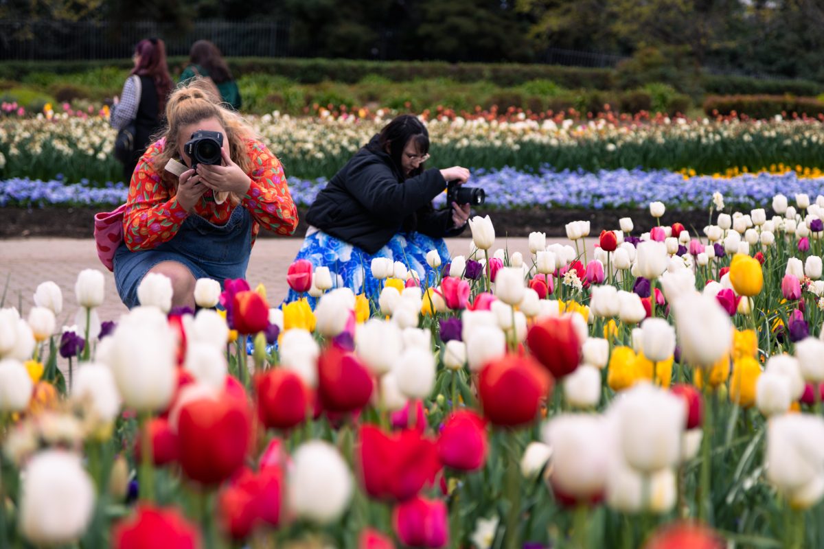 People photographing flower gardens