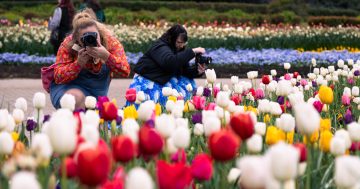 Big Floriade spend showcases value of events to ACT economy