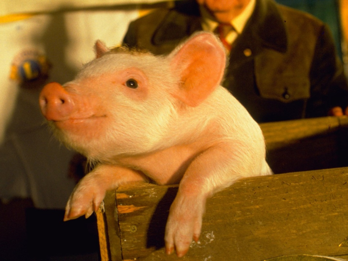 Still from Babe showing a pig