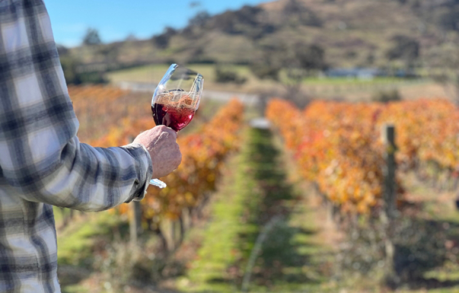 A person holding a glass of red wine, overlooking a vineyard