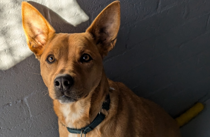 beautiful kelpie