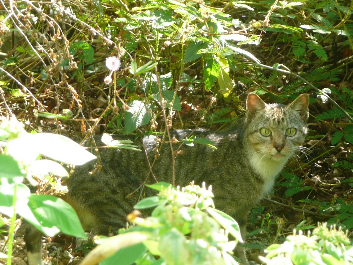 Feral cat in the bush