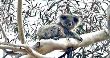 At last some good news worth singing about – koala karaoke