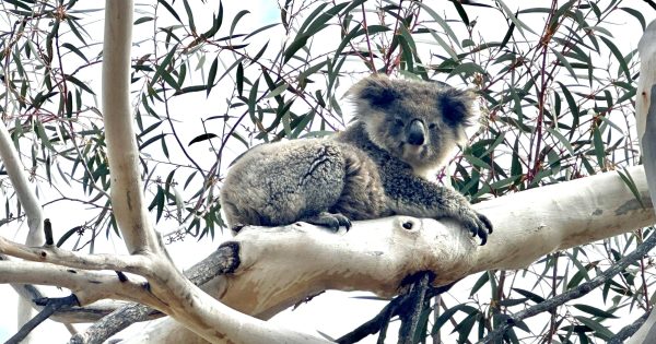 At last some good news worth singing about – koala karaoke