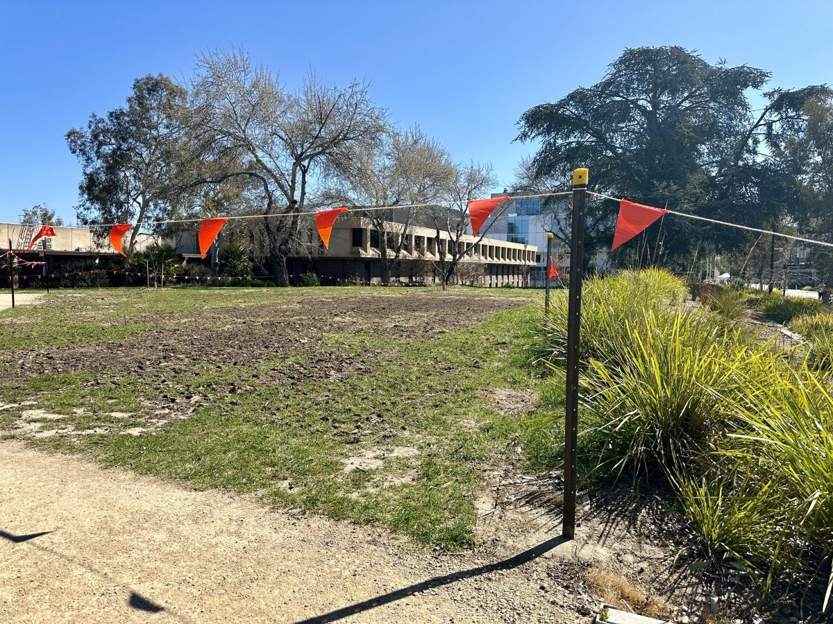 damaged grass at the ANU