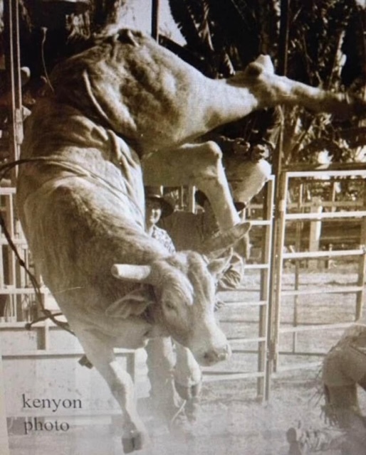 bucking bull