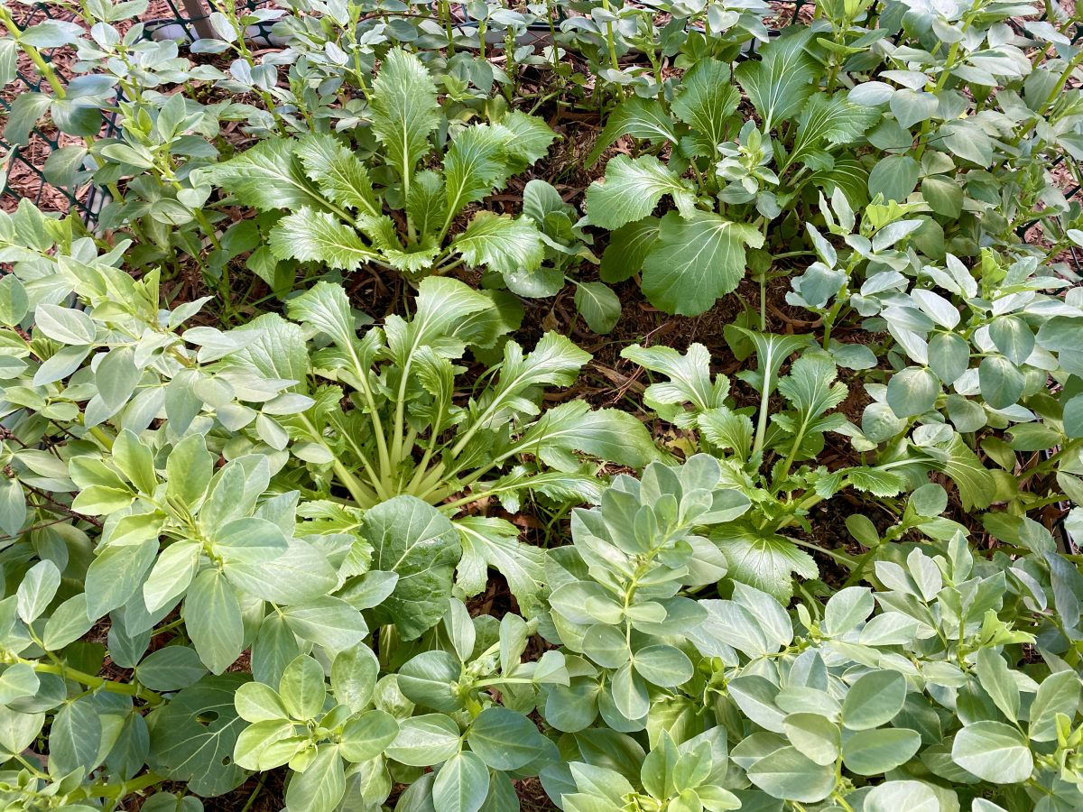 A vegetable bed full of broad bean plants.